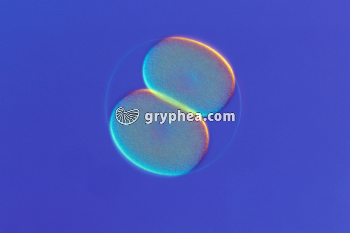 Oursin - Embryon - stade 2 cellules x100 - gryphea.org